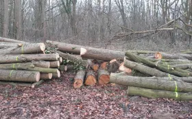 Houtstapel linde