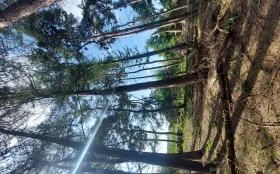 staande lorken